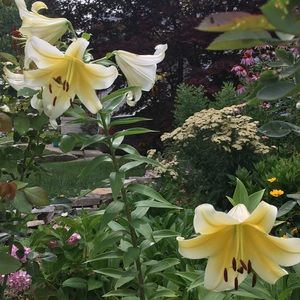 Meet your Posher, Catcatherine